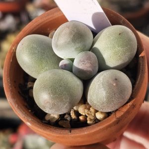 Pachyphytum 'Miko Milk' pot 5.5cm