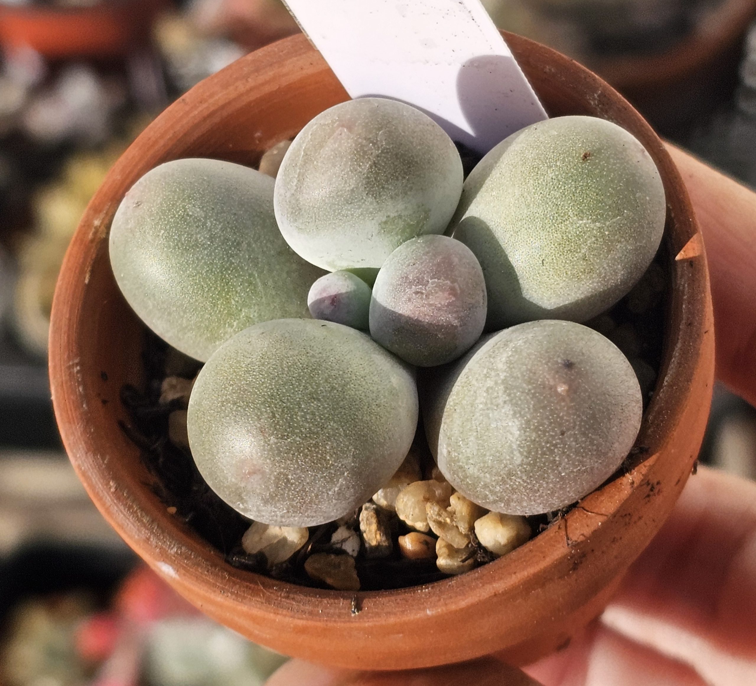 Pachyphytum 'Miko Milk' pot 5.5cm
