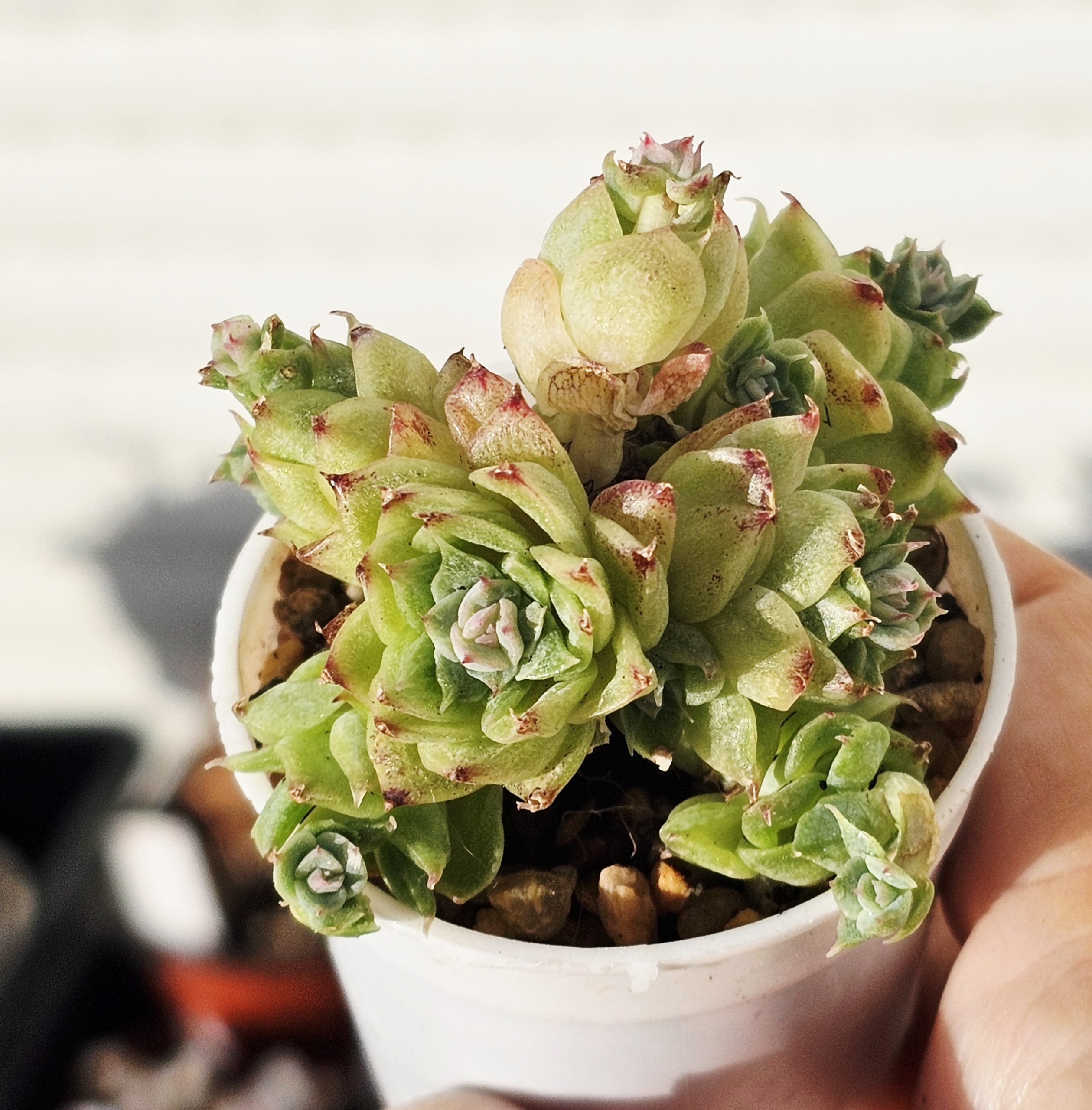 Echeveria 'Red Swan' pot 6.5cm