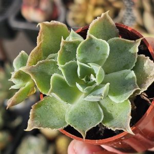 Echeveria simulans pot 5.5cm