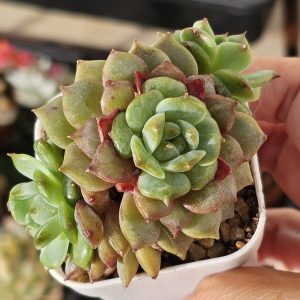 Echeveria 'Flame Frost' pot 6.5cm
