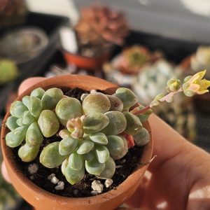 Sedum 'Little red Eggs' pot 5.5cm