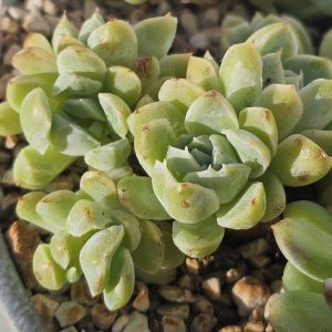 Echeveria 'Sanchez Mejorades' pot 7cm