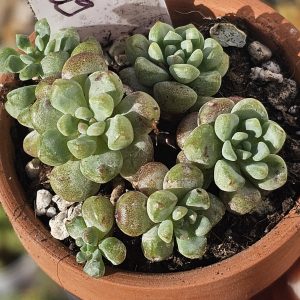 Sedum 'Little red Eggs' pot 6,5cm