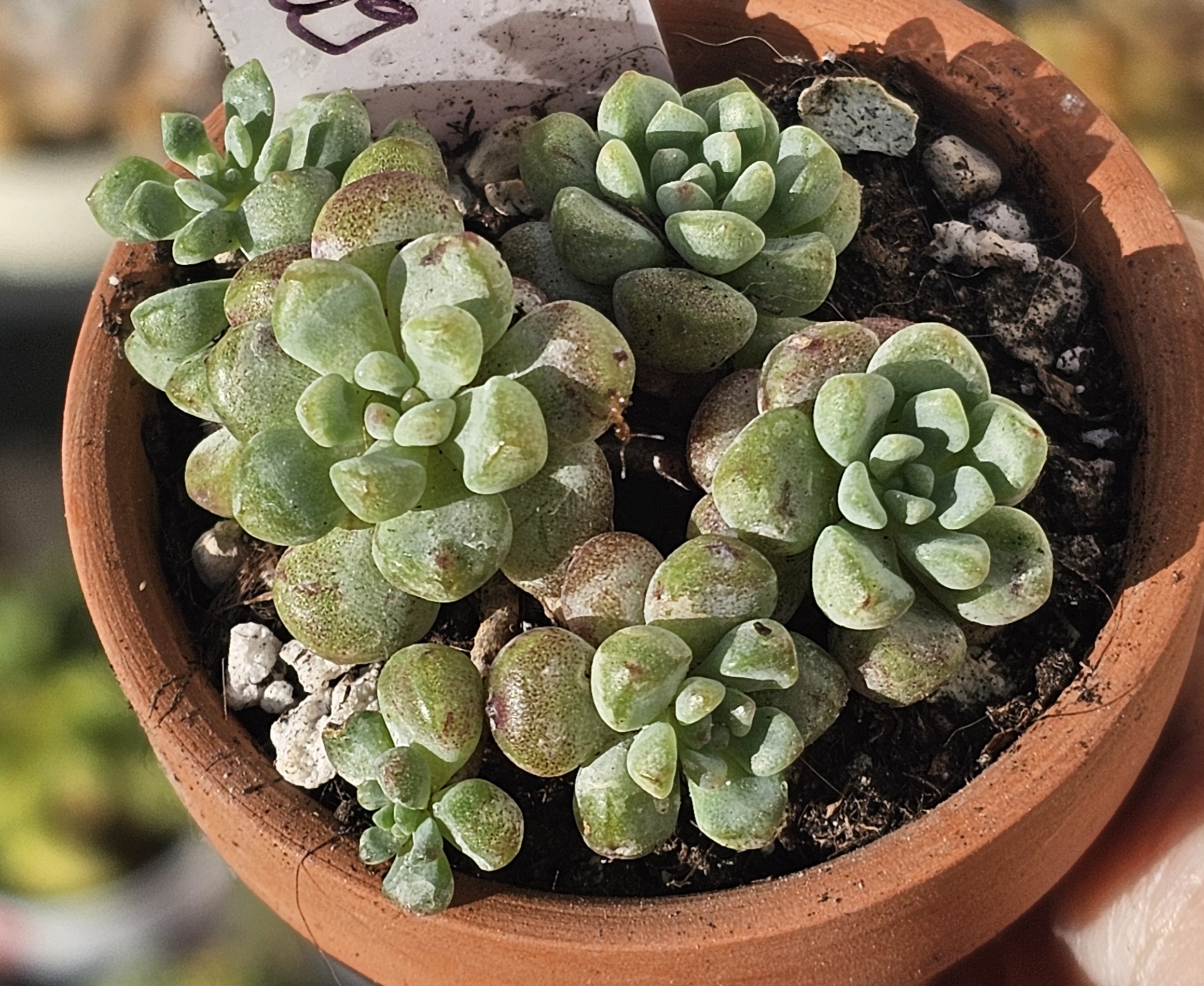 Sedum 'Little red Eggs' pot 6,5cm