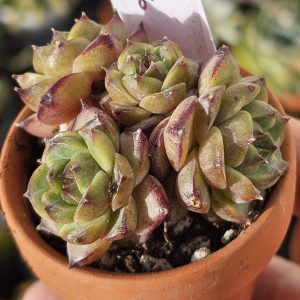 Echeveria 'Oolong Anka' pot 5,5cm