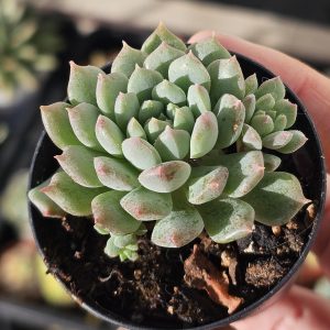 Echeveria 'Chrissy N Ryan' pot 5.5cm