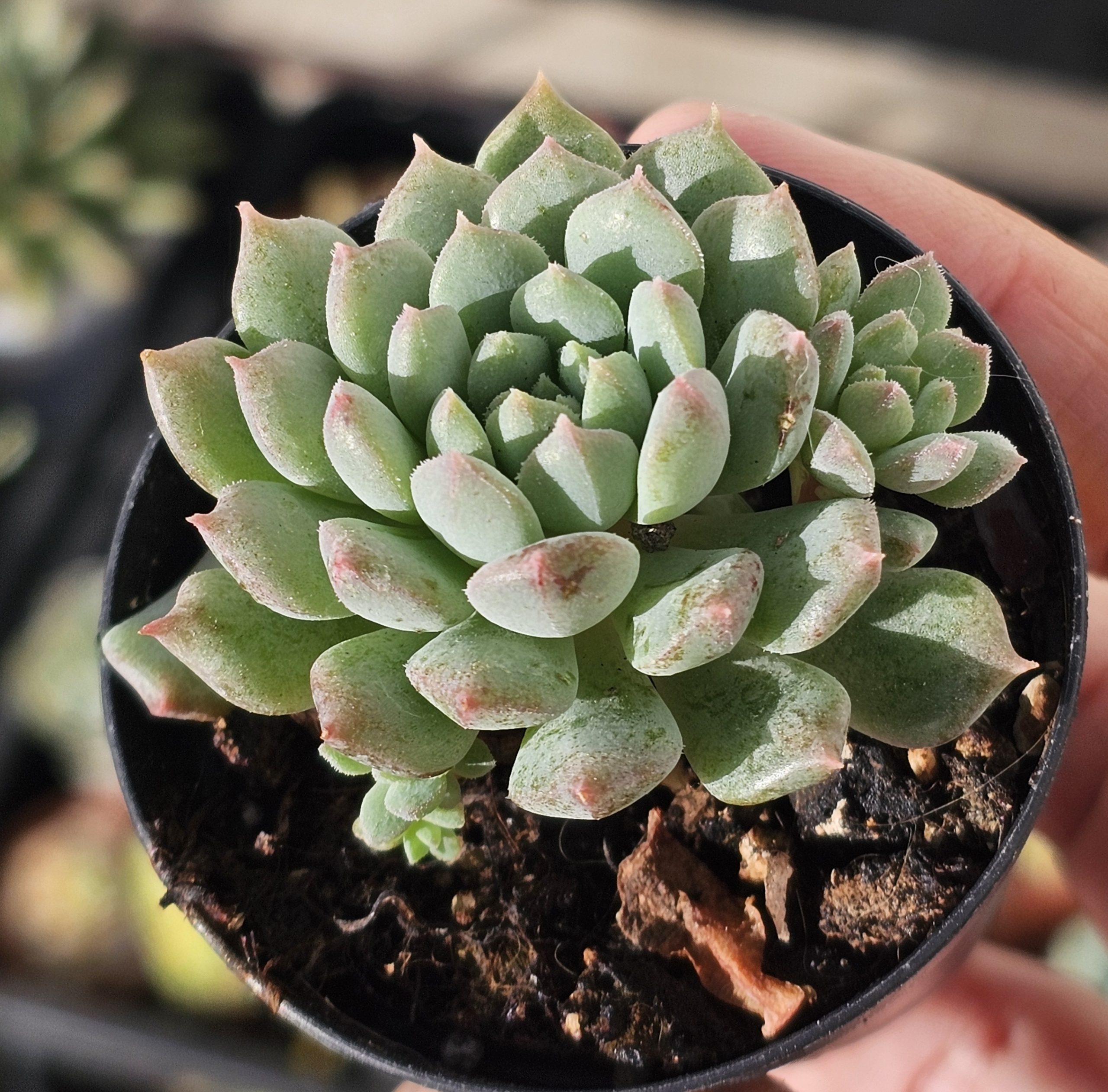 Echeveria 'Chrissy N Ryan' pot 5.5cm