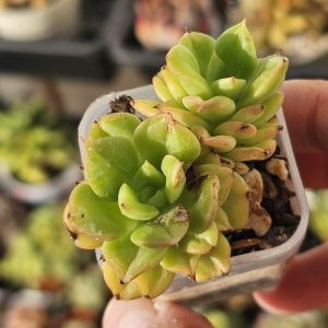 Echeveria 'Persian Lanka' pot 5cm