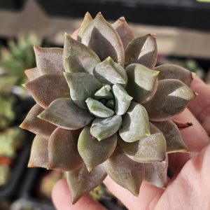 Echeveria tobarensis pot 7,5cm