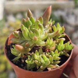 Orostachys Japonica pot 5.5cm