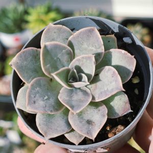 Echeveria 'Gimmeisyoka pink' pot 5.5cm