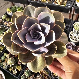 Echeveria 'Perle von Nurnberg' pot 10.5cm