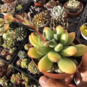 Pachyphytum garciae pot 6,5cm