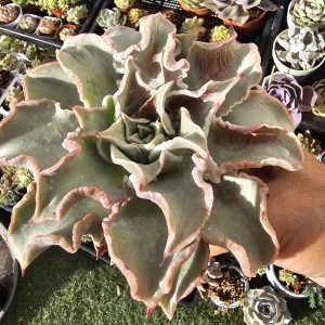 Echeveria 'Madiba' pot 10,5cm