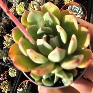 Echeveria 'Early Sunrise' pot 5.5cm