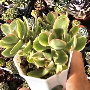 Crassula 'Money Maker' pot 7,5cm