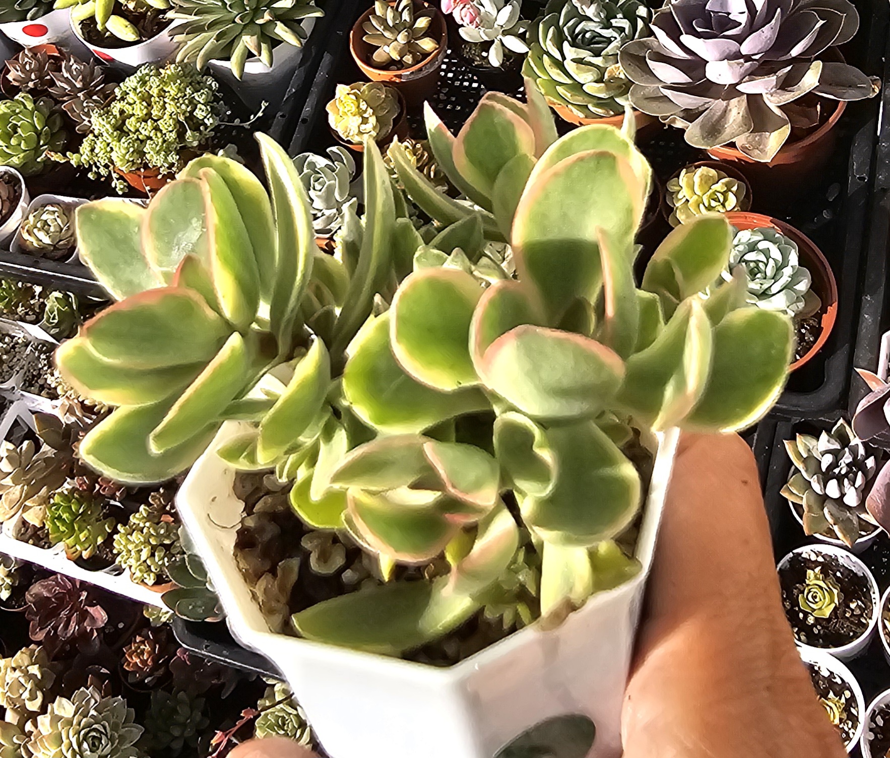 Crassula 'Money Maker' pot 7,5cm
