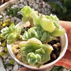 Echeveria 'White Swan' pot 6,5cm