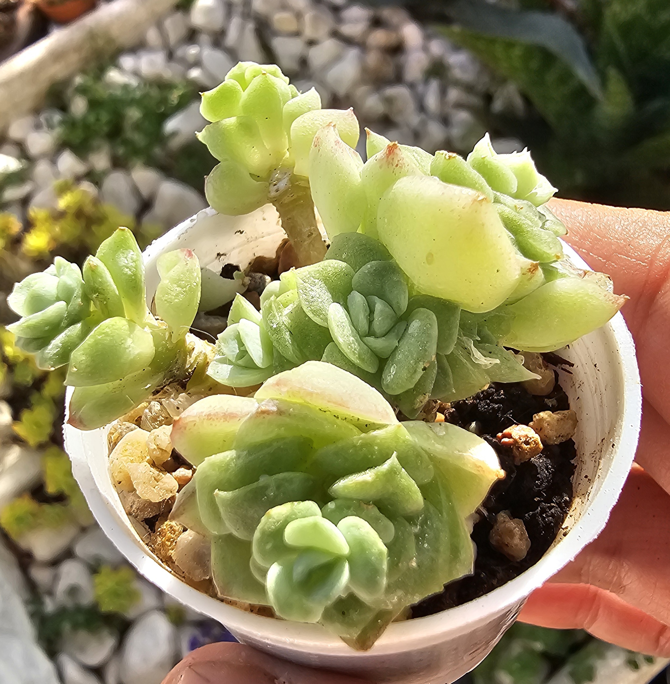 Echeveria 'White Swan' pot 6,5cm