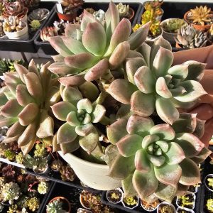 Echeveria 'Melody' pot 10cm