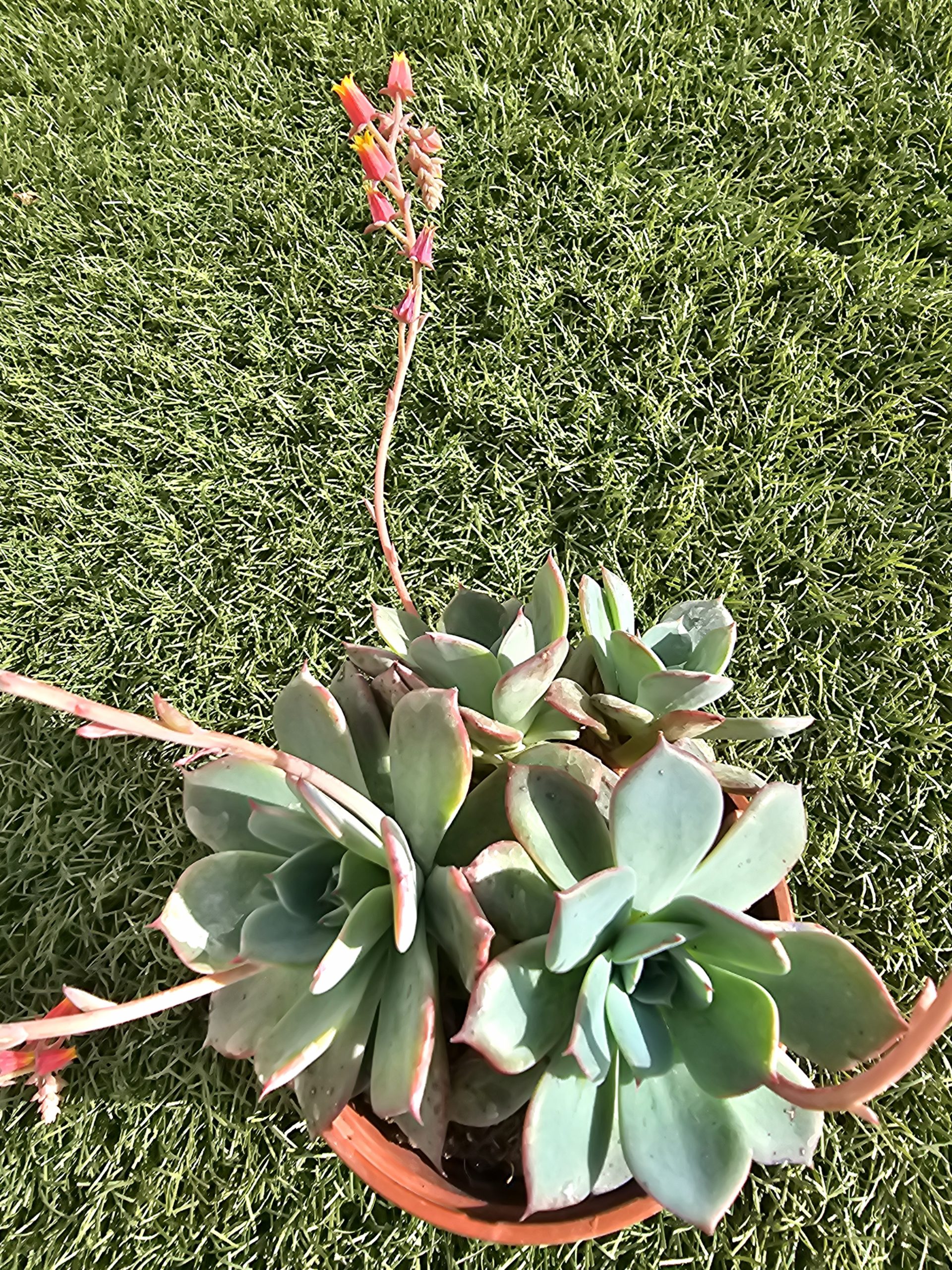 Echeveria 'Azulita' pot 9cm