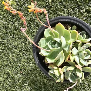 Echeveria 'Early Sunrise' pot 9cm