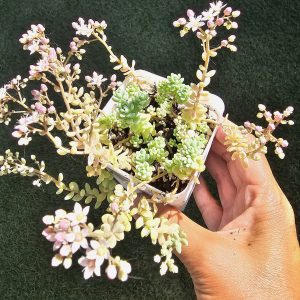 Sedum dasyphyllum 'Major' pot 7,5cm