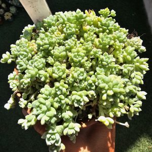 Sedum 'Spirit of Caramel' pot 10.5cm