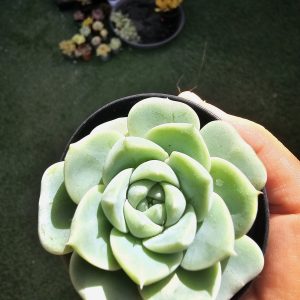 Echeveria 'Red Velvet' pot 5.5cm