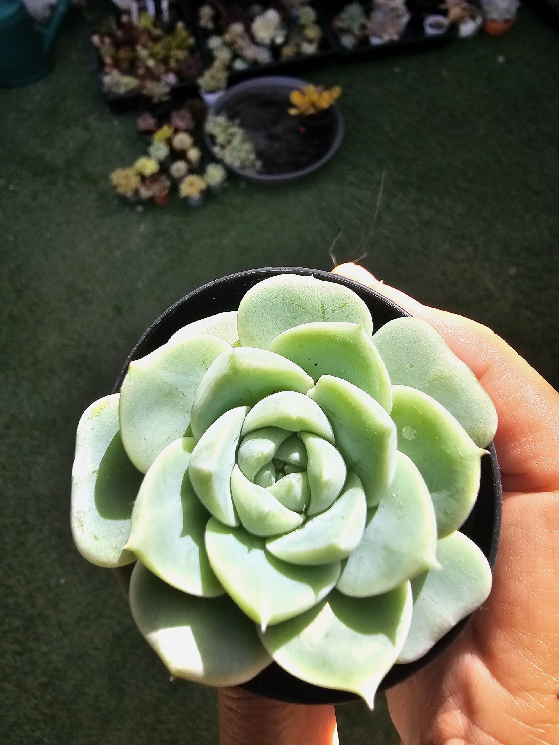 Echeveria 'Red Velvet' pot 5.5cm