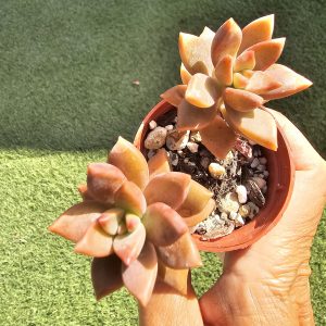 Graptosedum Bronze pot 5.5cm