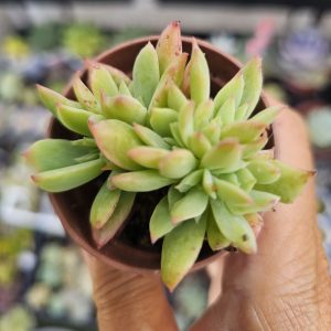 Echeveria Luella pot 5.5cm