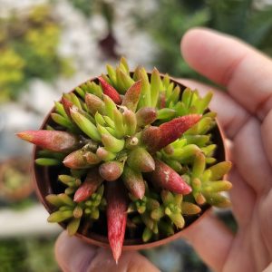 Orostachys Japonica pot 5.5cm