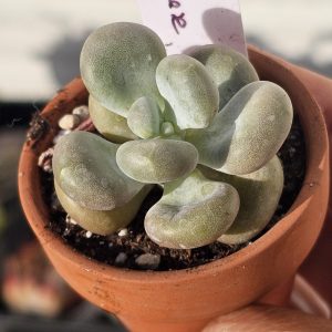 Pachyphytum 'Moonstone Cheese' pot 5.5cm