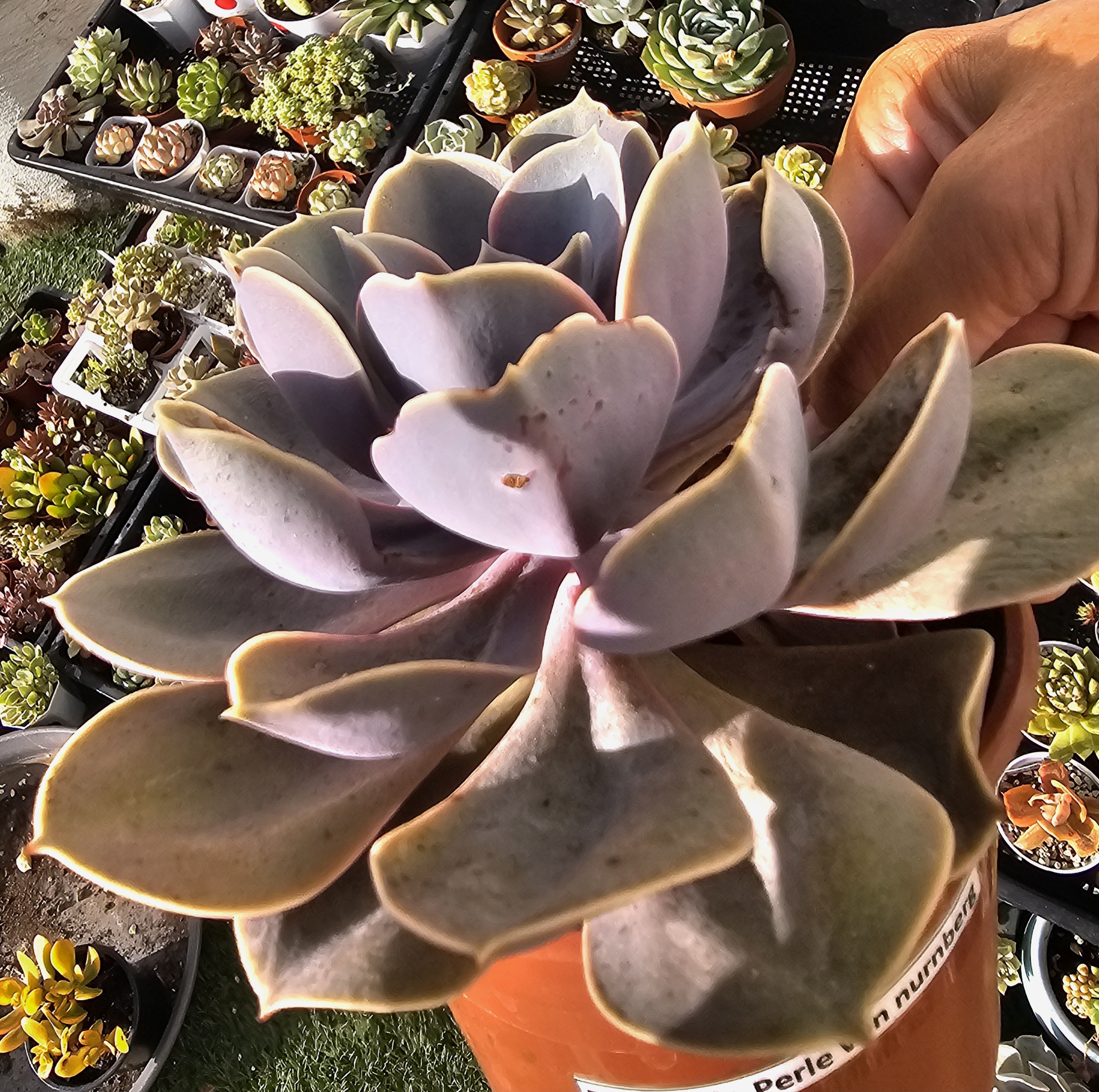 Echeveria 'Perle von Nurnberg' pot 10.5cm – Image 2