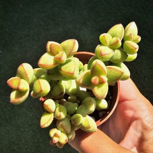 Crassula brevifolia pot 5.5cm