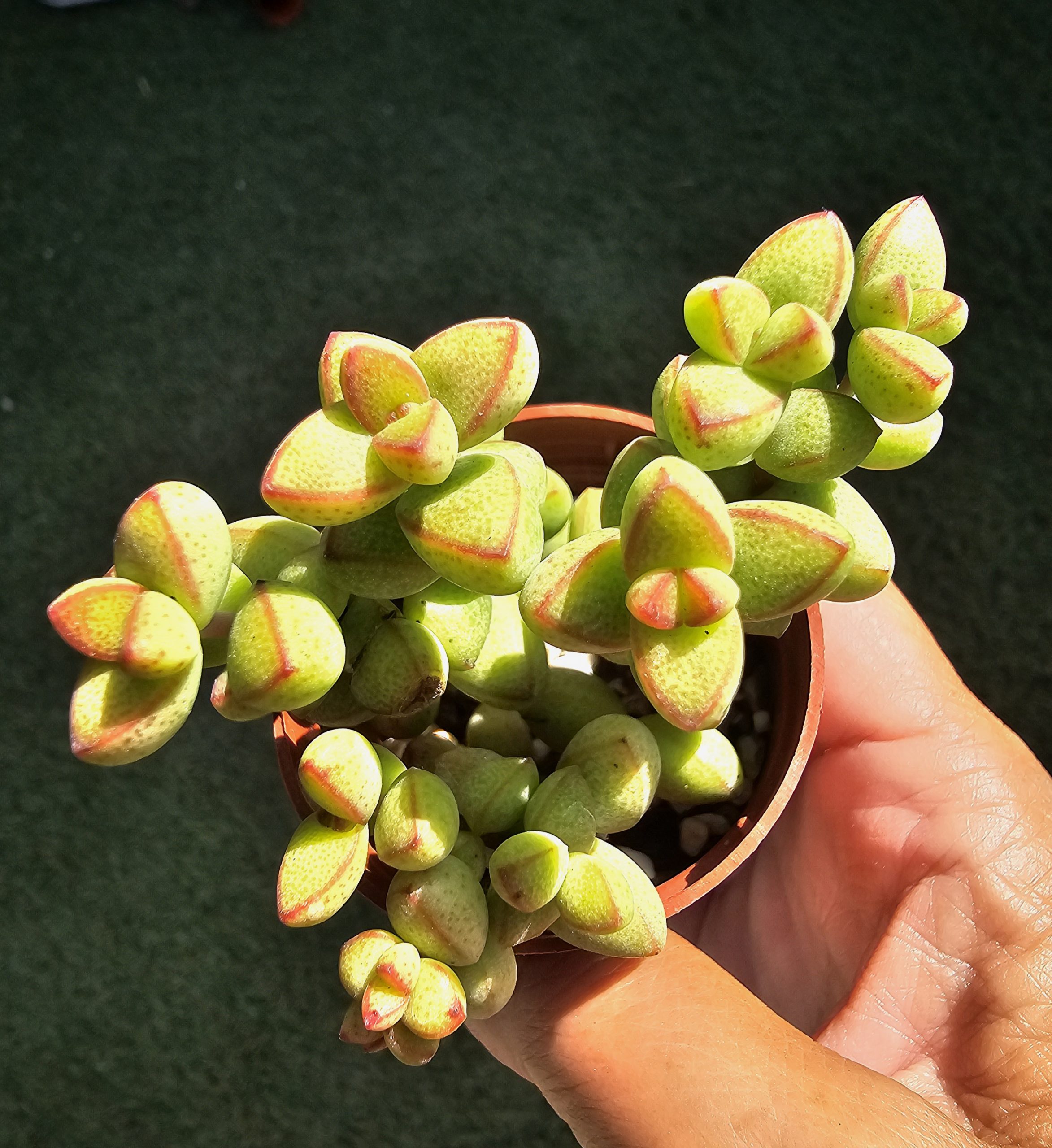 Crassula brevifolia pot 5.5cm