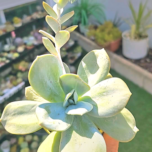 Echeveria 'Gila' et sa hampe florale pot 9cm