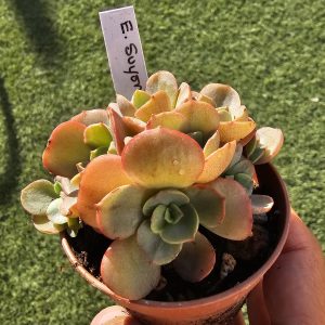 Echeveria 'Suyon' cluster pot 7,5cm