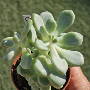 Sedum 'Caviar' pot 5.5cm