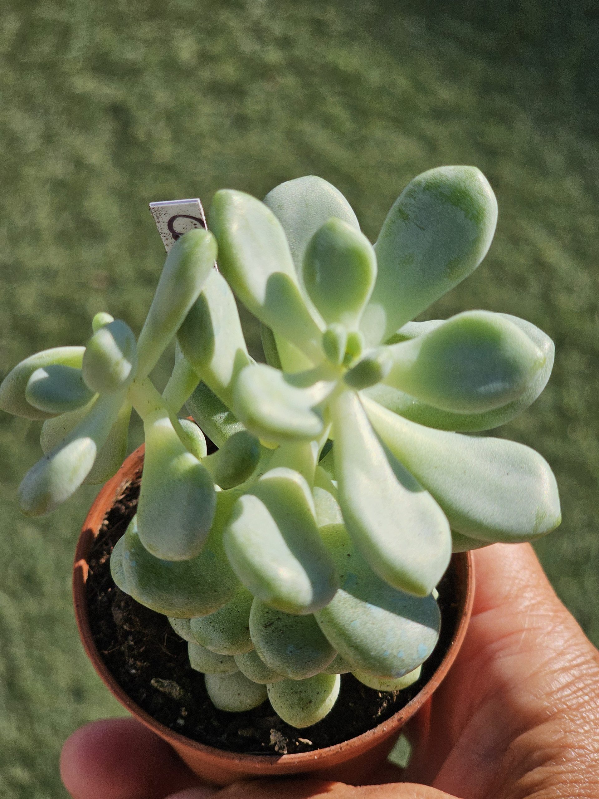 Sedum 'Caviar' pot 5.5cm