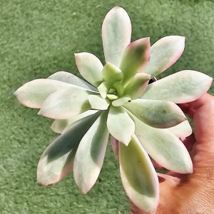 Echeveria 'Minibelle' variegata pot 5.5cm