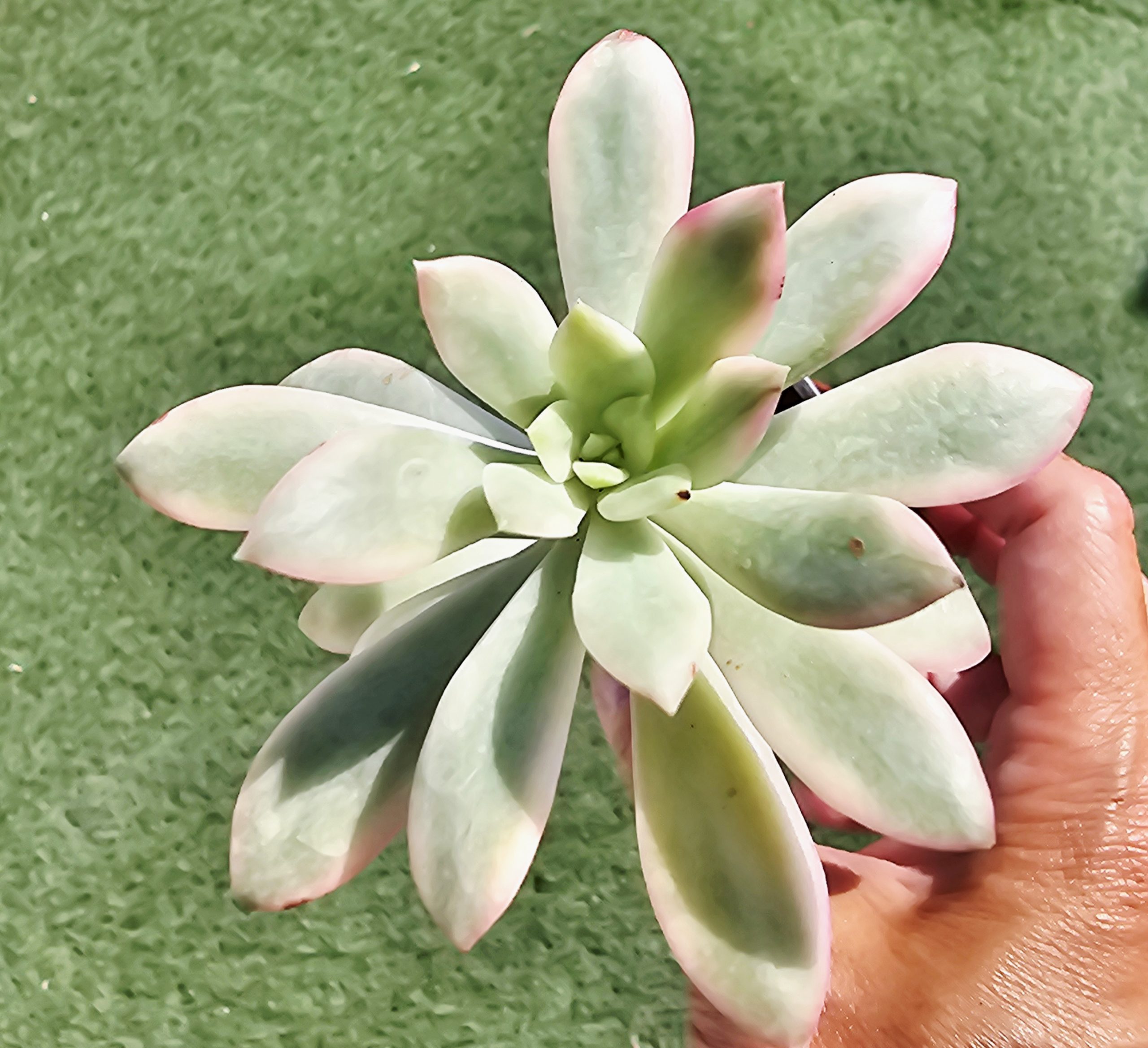 Echeveria 'Minibelle' variegata pot 5.5cm