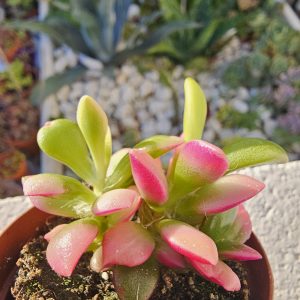 Anacampseros rufescens pot 5.5cm