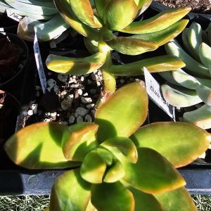 Sedum 'Orange delight' grand