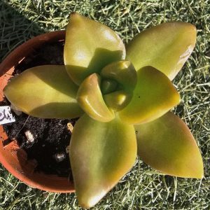 Sedum 'Orange delight' pot 5.5cm