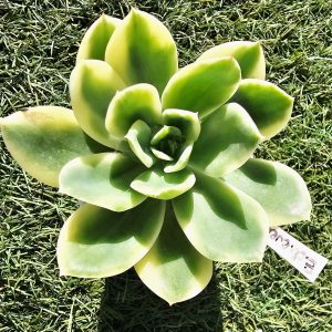 Echeveria 'Luella' variegata