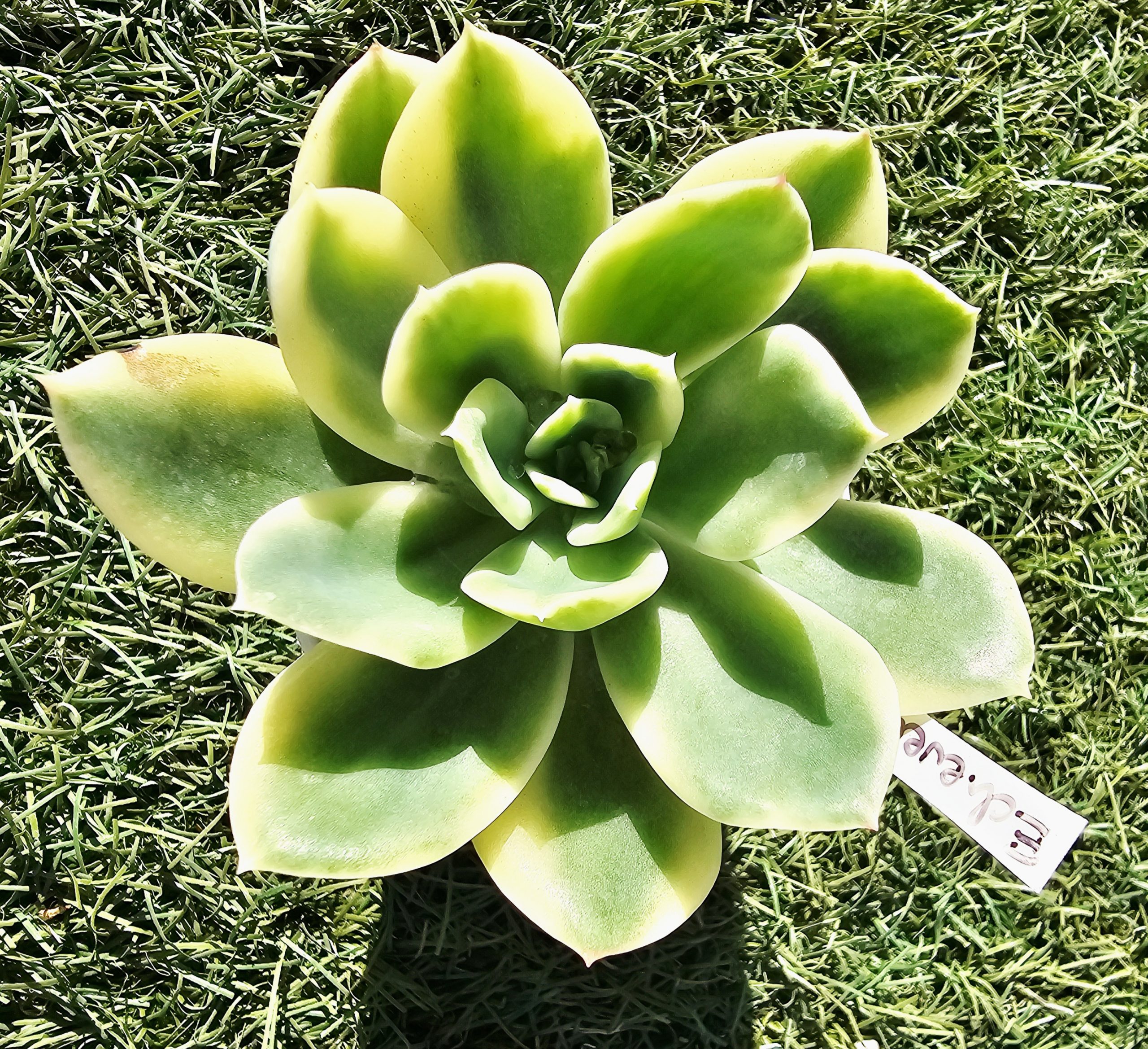 Echeveria 'Luella' variegata