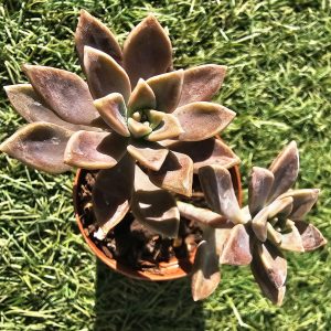 Sedum bernalense pot 5.5cm